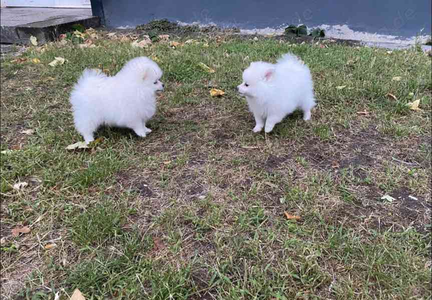 Typický černý špic pomeranian s papírem - foto 1