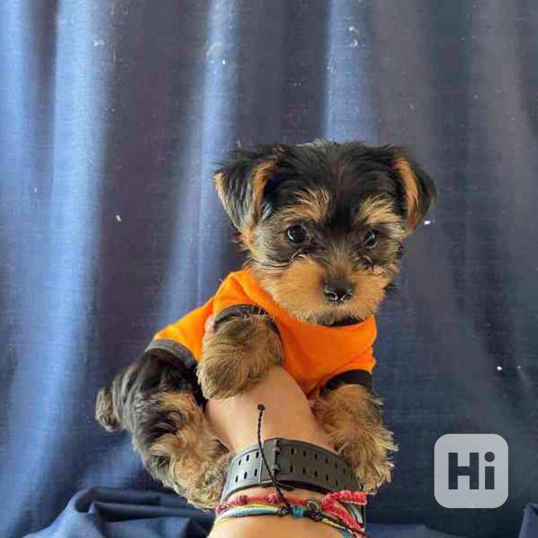 Roztomilá štěňátka yorkie připravená do nových domovů  - foto 1
