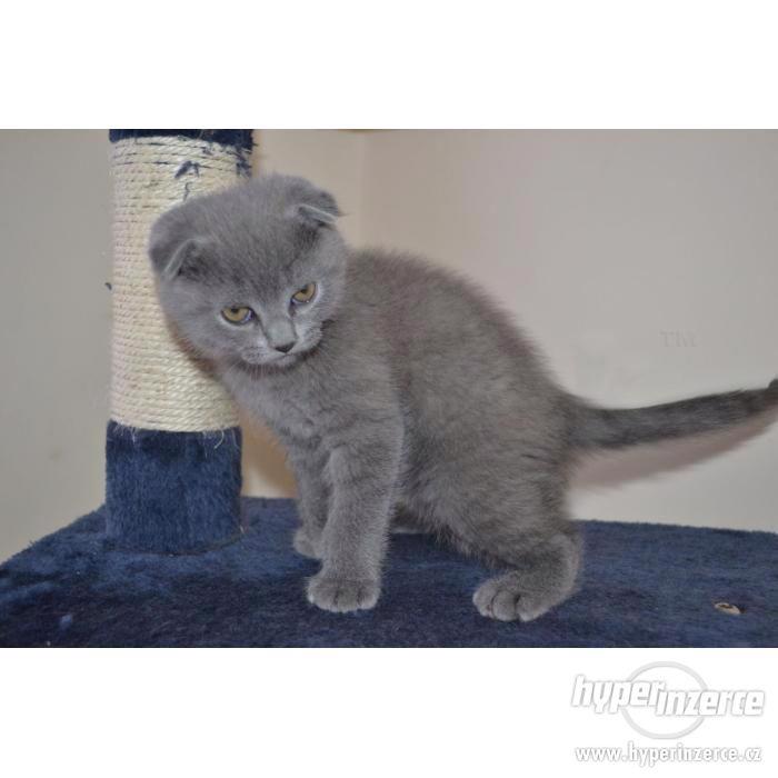 Scottish Fold koťata na prodej - foto 1