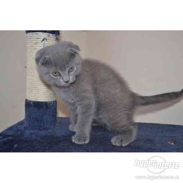 Scottish Fold koťata na prodej - foto 1