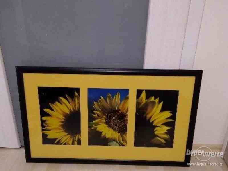 velký obraz slunečnice rám+ sklo 3 dílný - foto 2