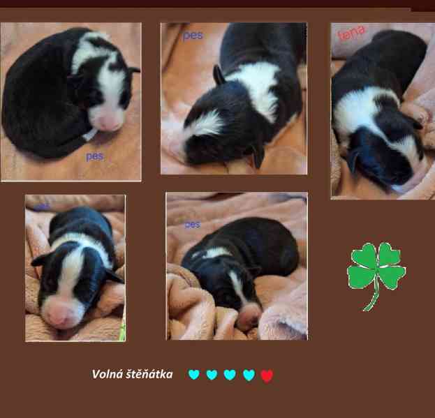Border kolie - foto 3