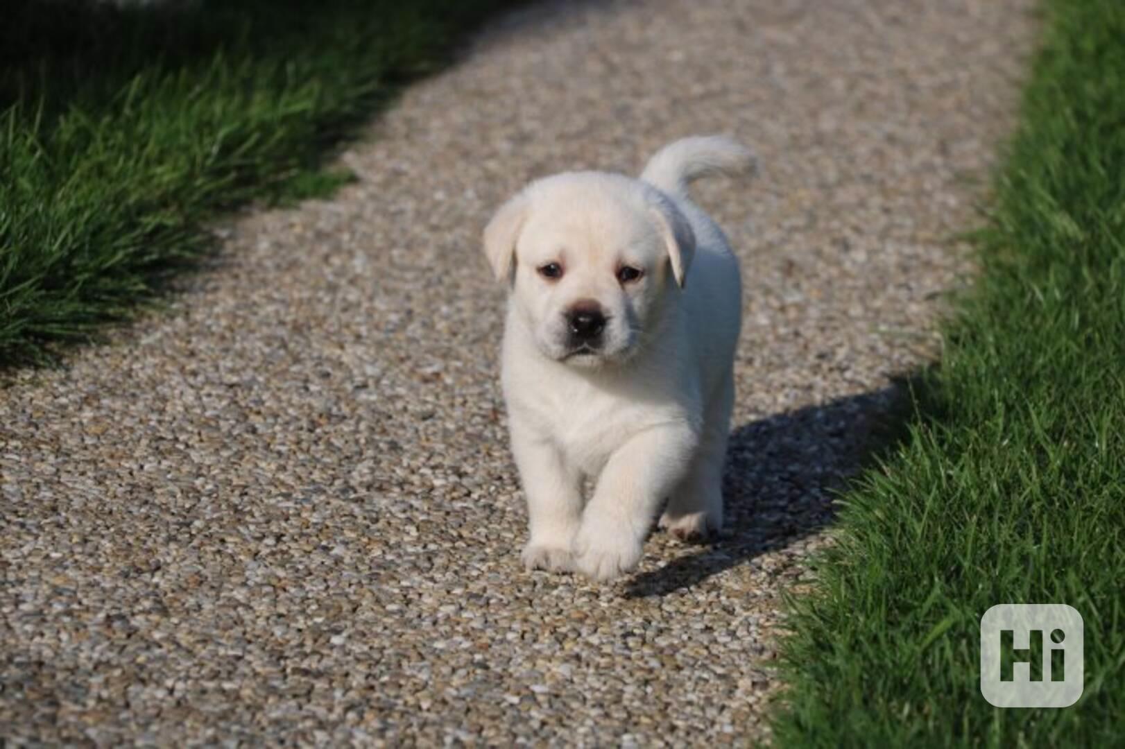 Rozkošná štěňátka labradorů - foto 1