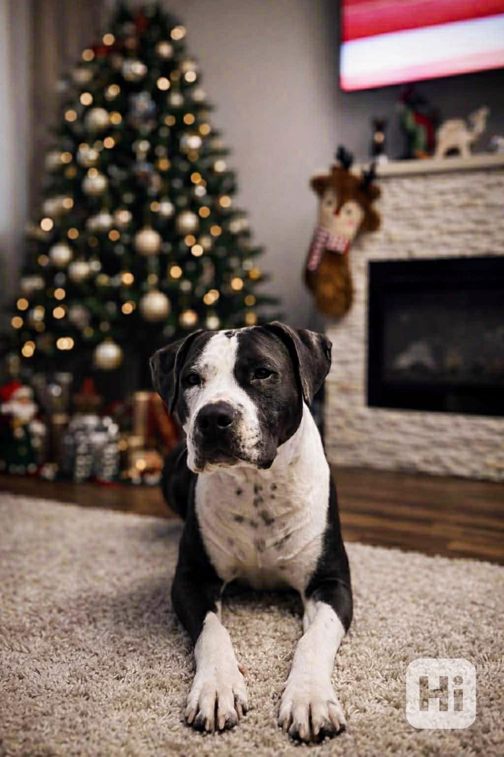 LEO - Stafordšírský teriér - kastrovaný psík 1,5 roku  - foto 1