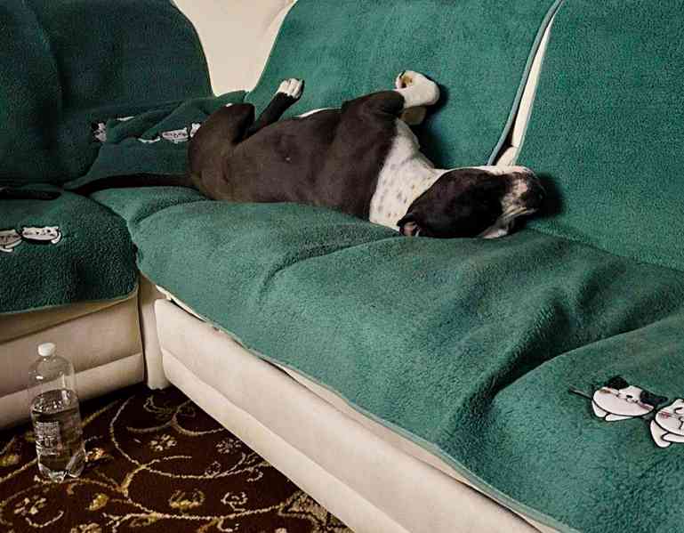 LEO - Stafordšírský teriér - kastrovaný psík 1,5 roku  - foto 6