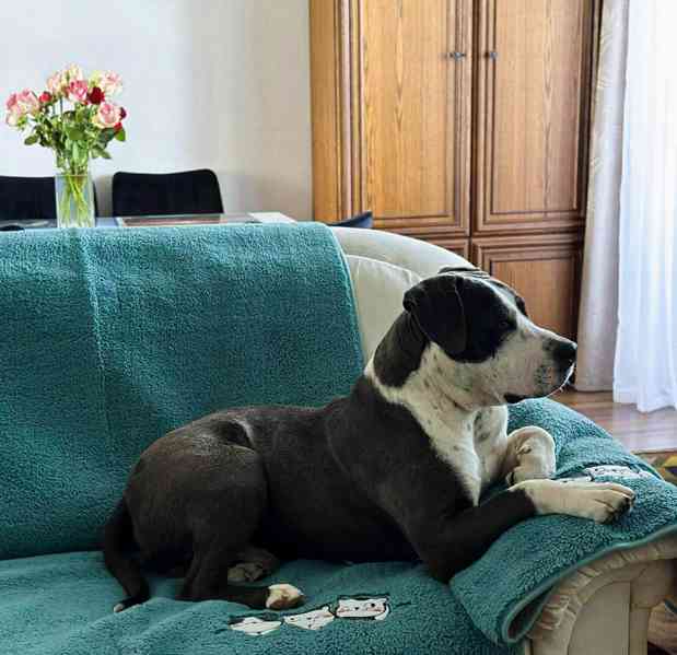 LEO - Stafordšírský teriér - kastrovaný psík 1,5 roku  - foto 5