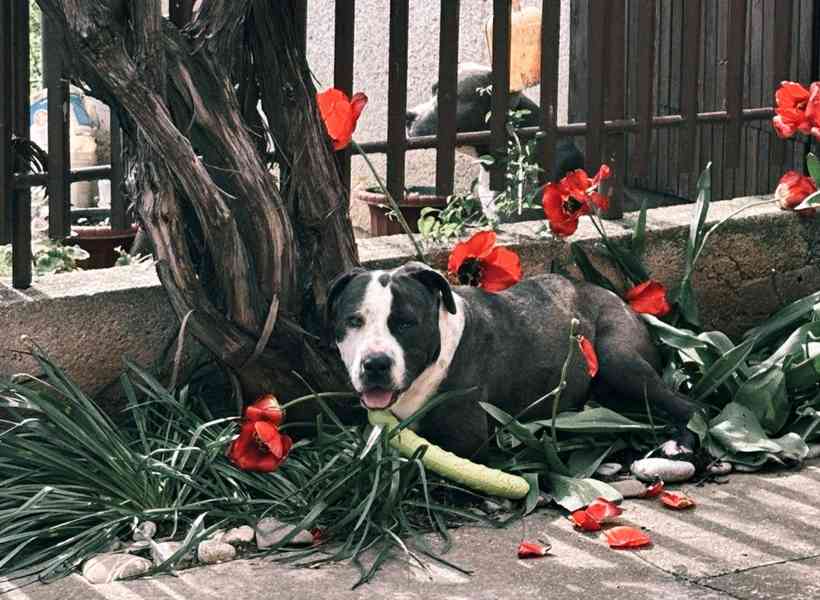 LEO - Stafordšírský teriér - kastrovaný psík 1,5 roku  - foto 7