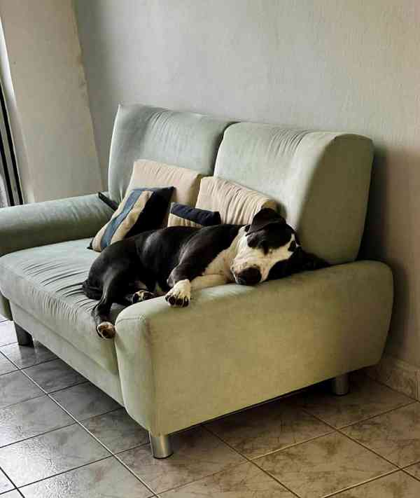 LEO - Stafordšírský teriér - kastrovaný psík 1,5 roku  - foto 3