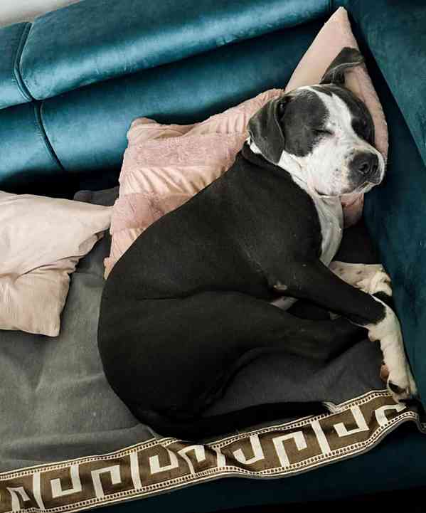 LEO - Stafordšírský teriér - kastrovaný psík 1,5 roku  - foto 4