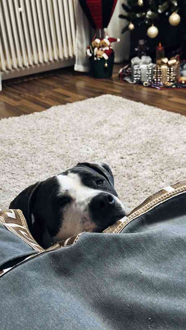 LEO - Stafordšírský teriér - kastrovaný psík 1,5 roku  - foto 2