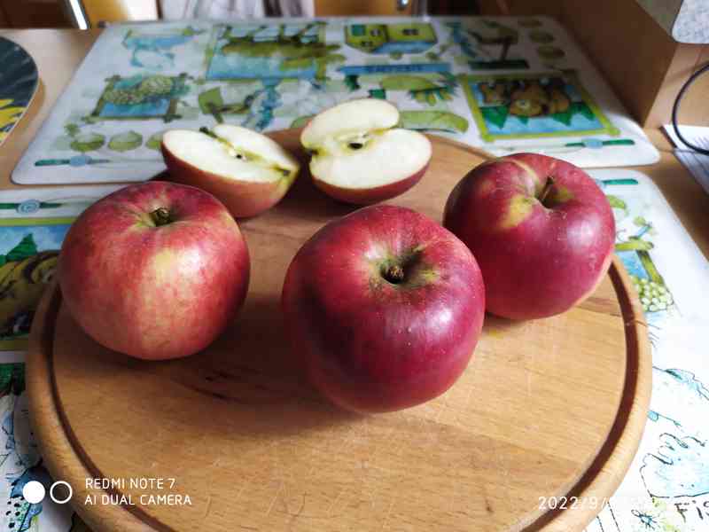 Prodám bio jablka trhaná k okamžité spotřebě i na uskladnění - foto 1
