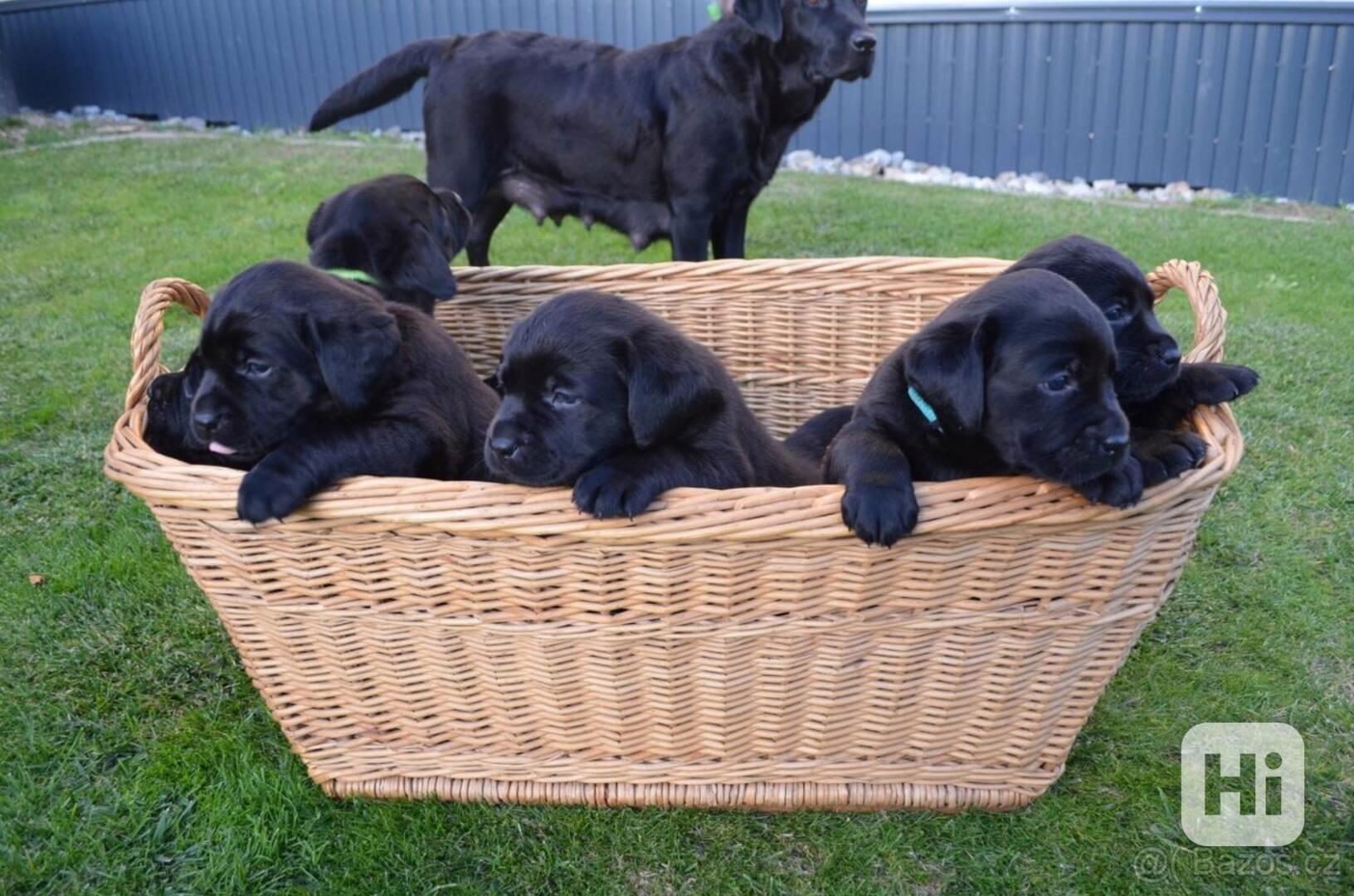 Labradorsky retriver s PP-šteňata - foto 1