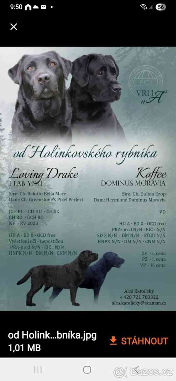 Labradorsky retriver s PP-šteňata - foto 11