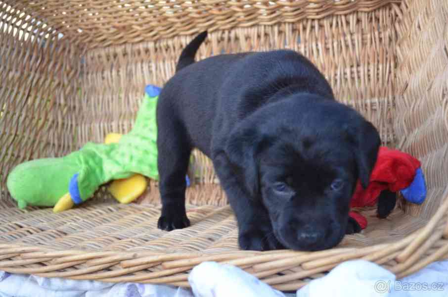 Labradorsky retriver s PP-šteňata - foto 7