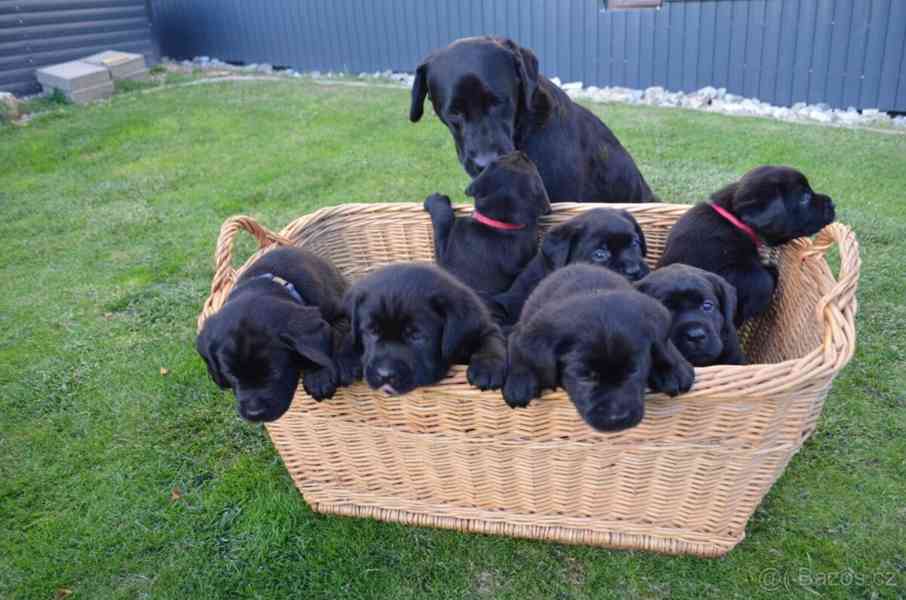 Labradorsky retriver s PP-šteňata - foto 3