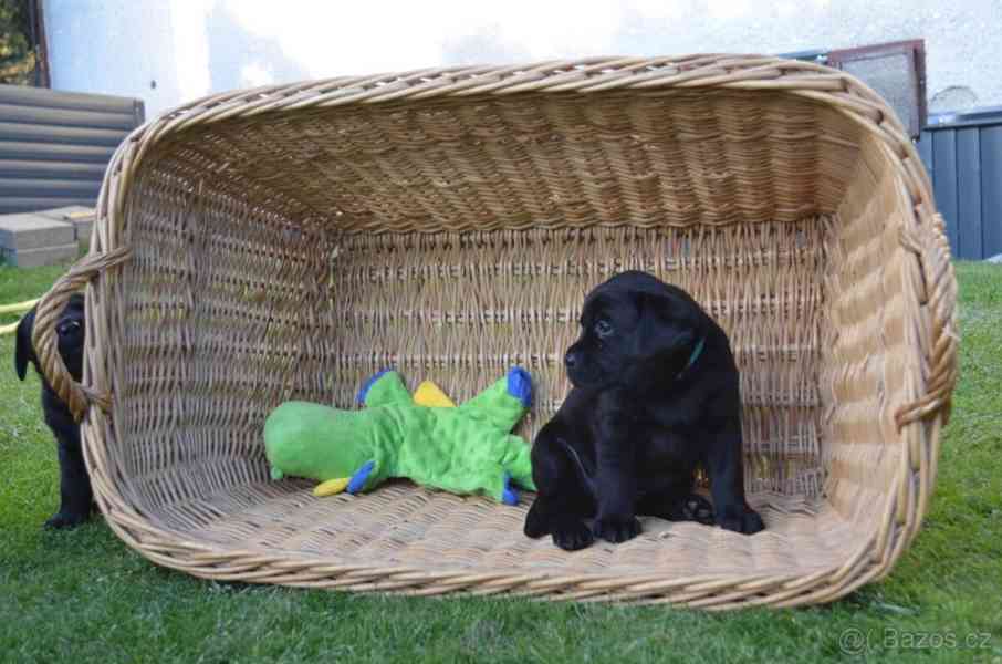 Labradorsky retriver s PP-šteňata - foto 4