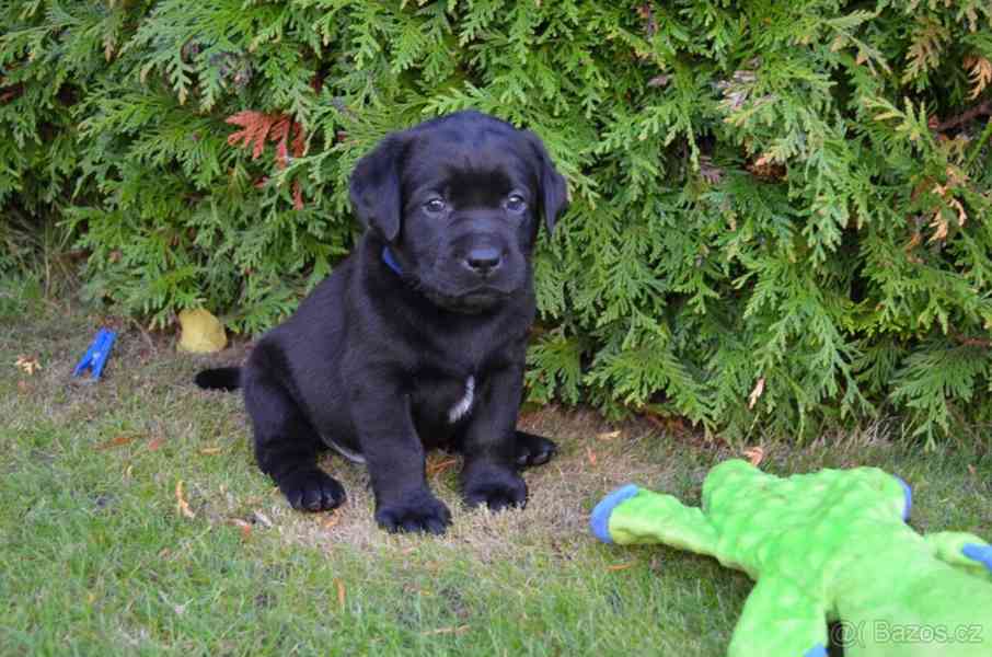Labradorsky retriver s PP-šteňata - foto 12