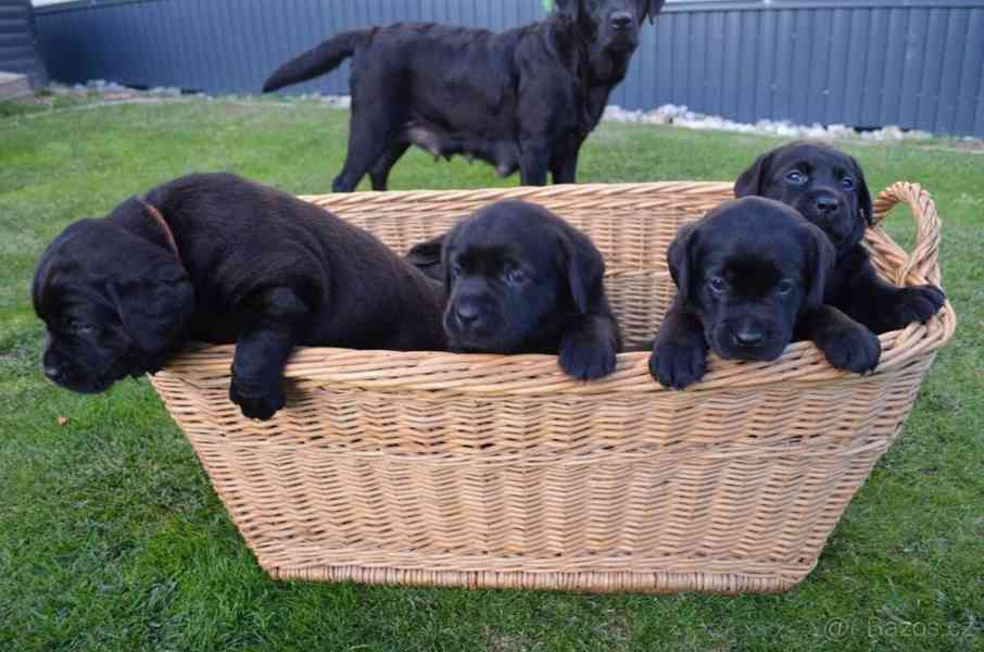 Labradorsky retriver s PP-šteňata - foto 2