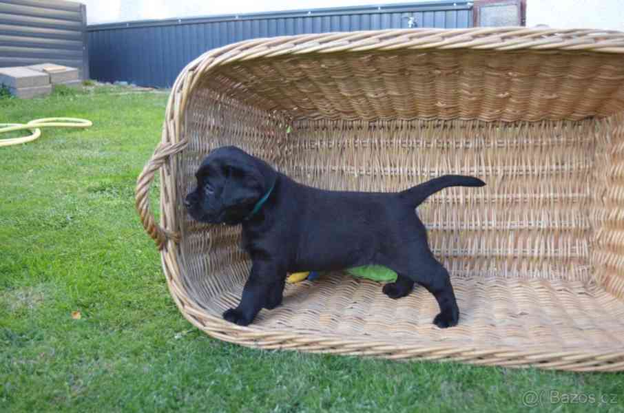 Labradorsky retriver s PP-šteňata - foto 5