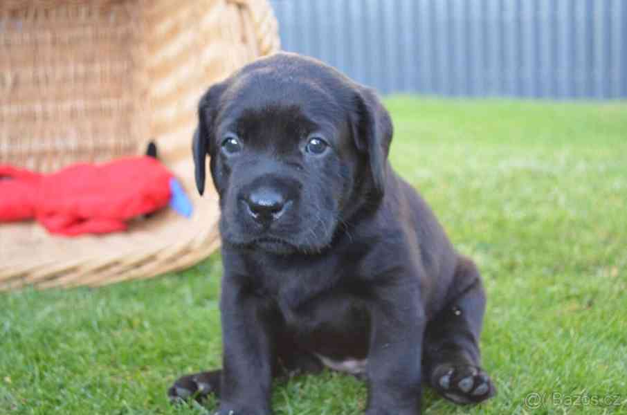 Labradorsky retriver s PP-šteňata - foto 8