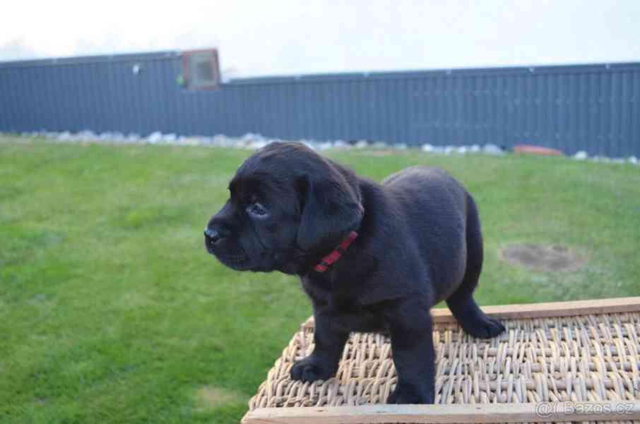 Labradorsky retriver s PP-šteňata - foto 6