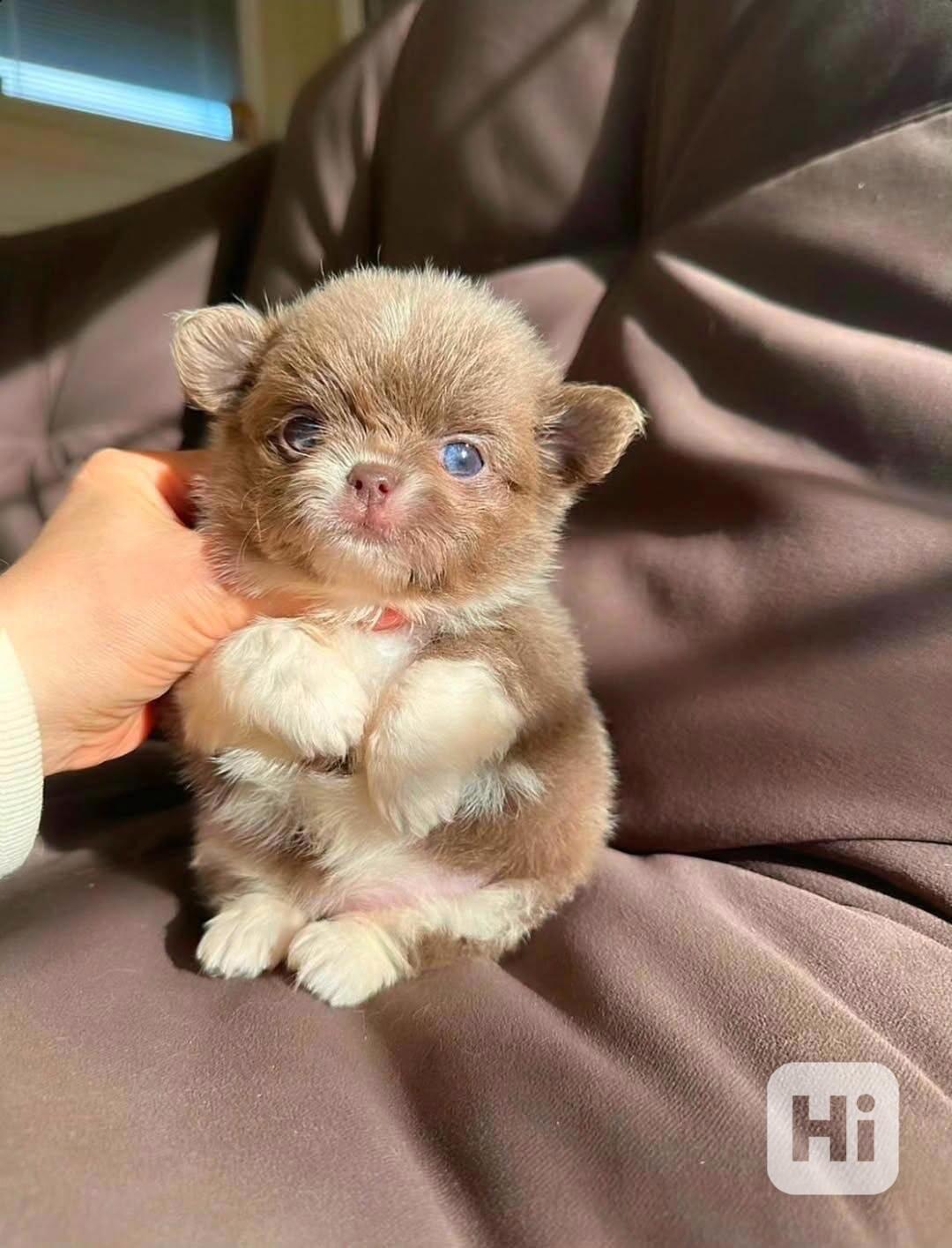 Štěňata čivavy k adopci - foto 1