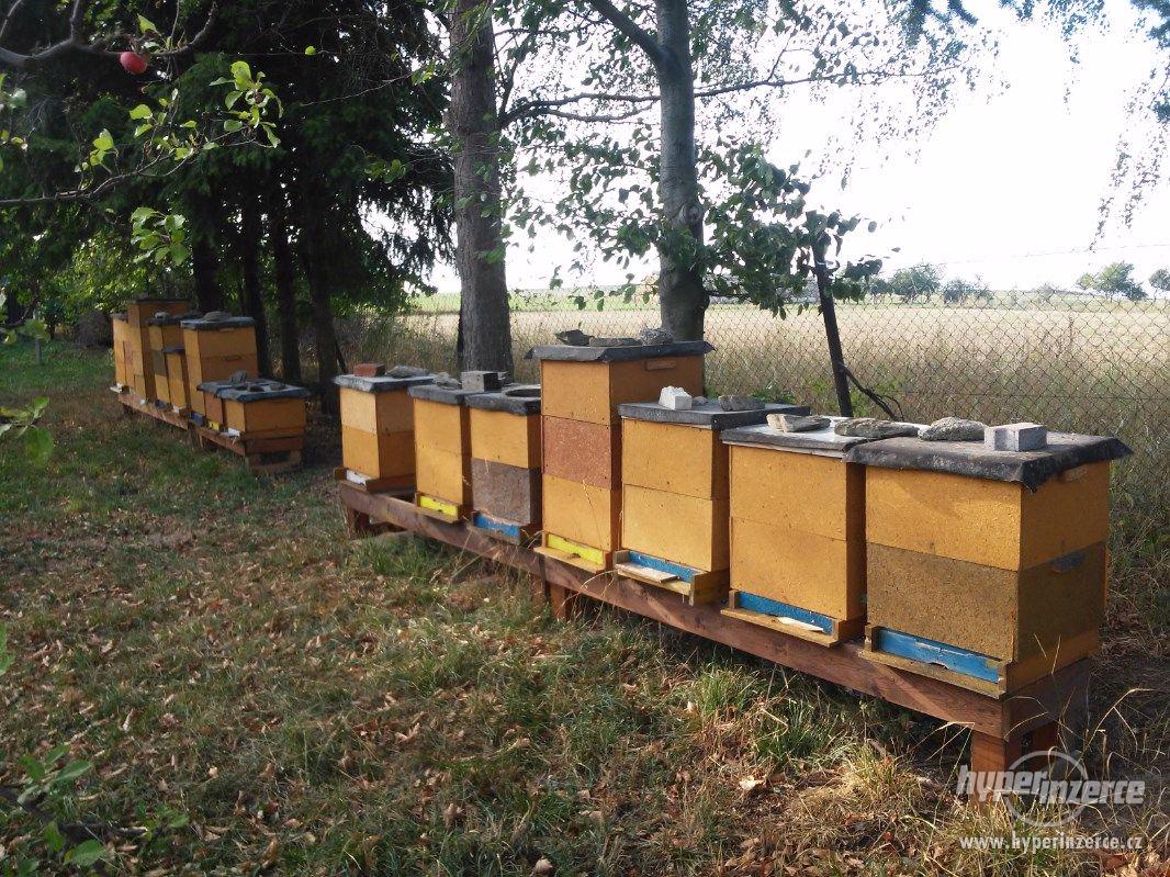 Včely, vyzimovana včelstva - foto 1