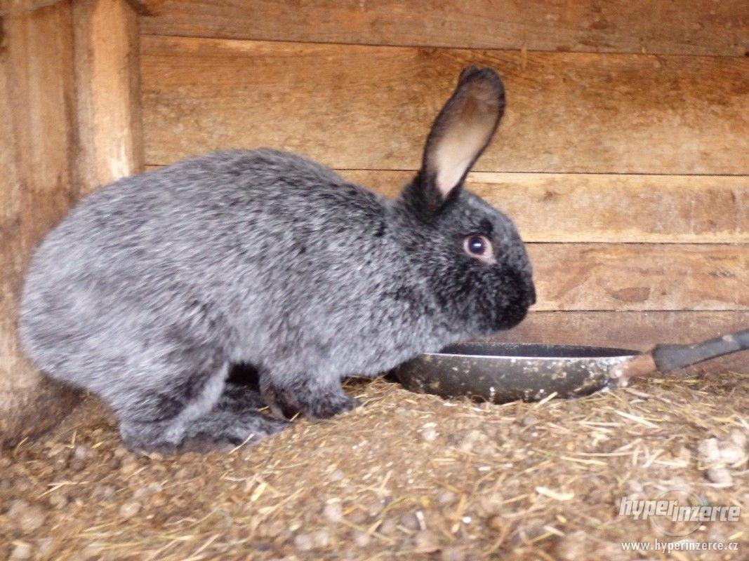 Prodám domácí vykrmené králíky - foto 1