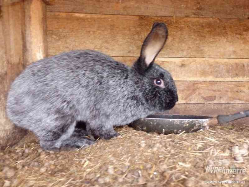 Prodám domácí vykrmené králíky - foto 1