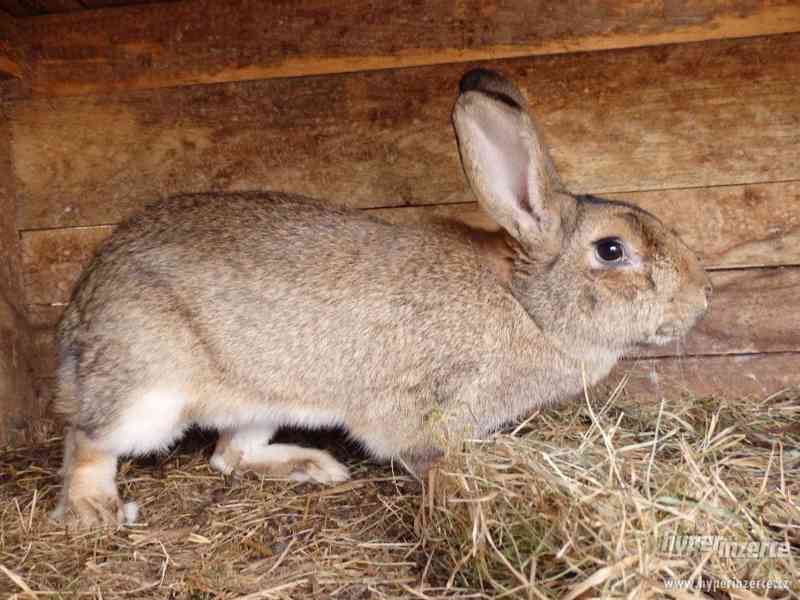 Prodám domácí vykrmené králíky - foto 2