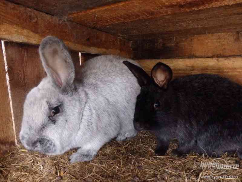 Prodám domácí vykrmené králíky - foto 3