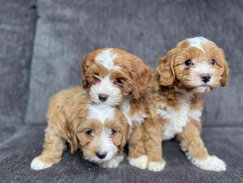 Rozkošné štěně cavapoo