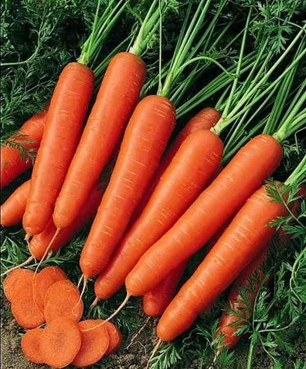 Mrkev Marquette - semena - foto 1
