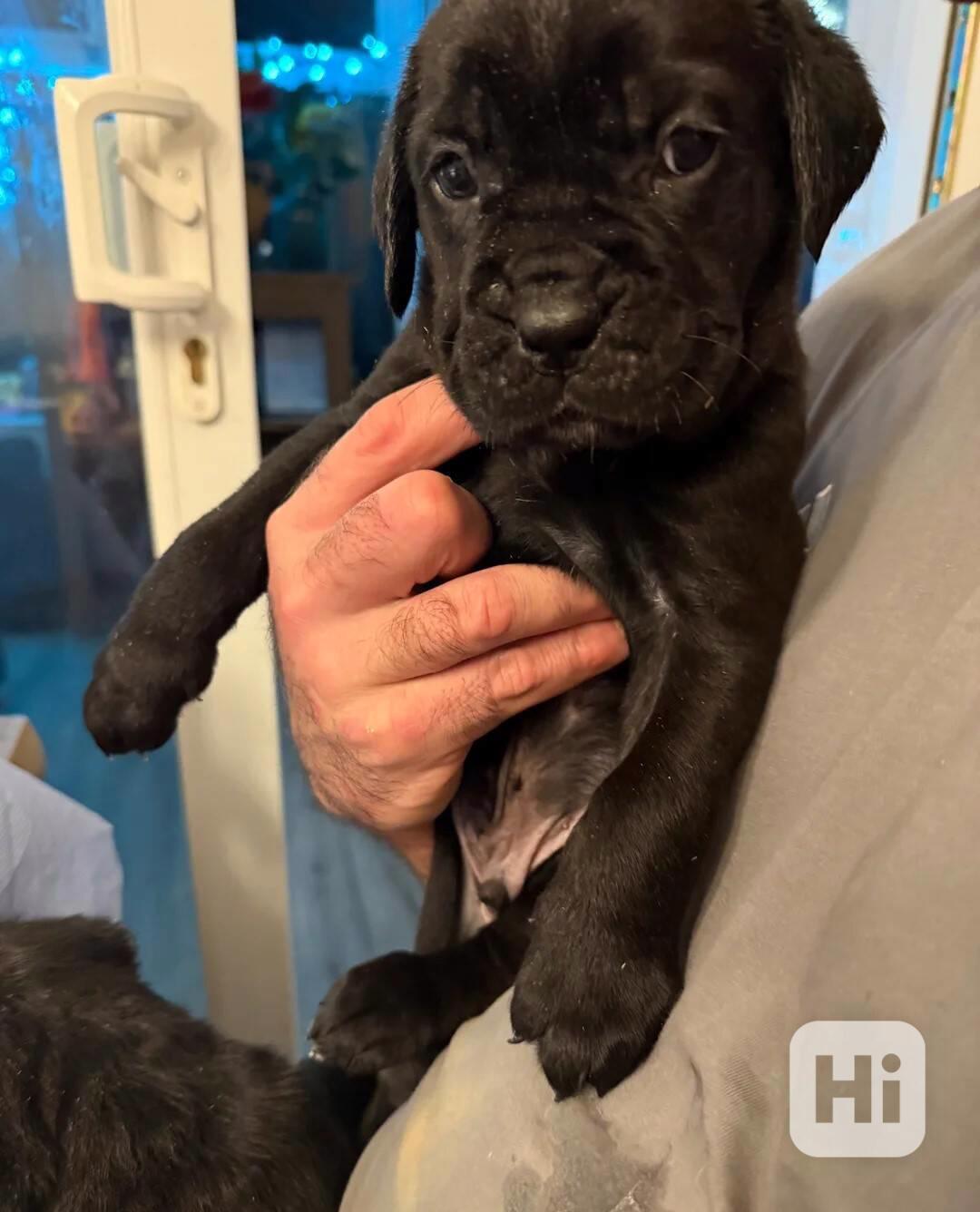 Štěňata italského mastifa k odběru. - foto 1