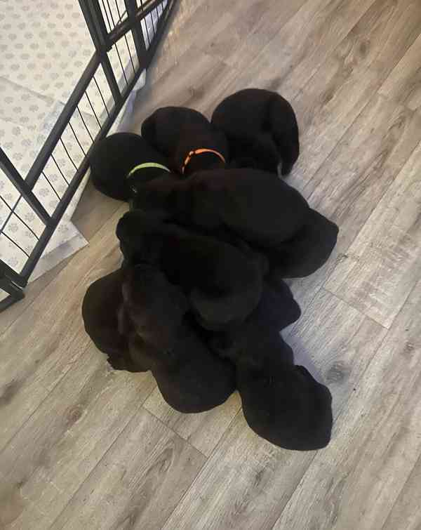 Štěňata italského mastifa k odběru. - foto 2