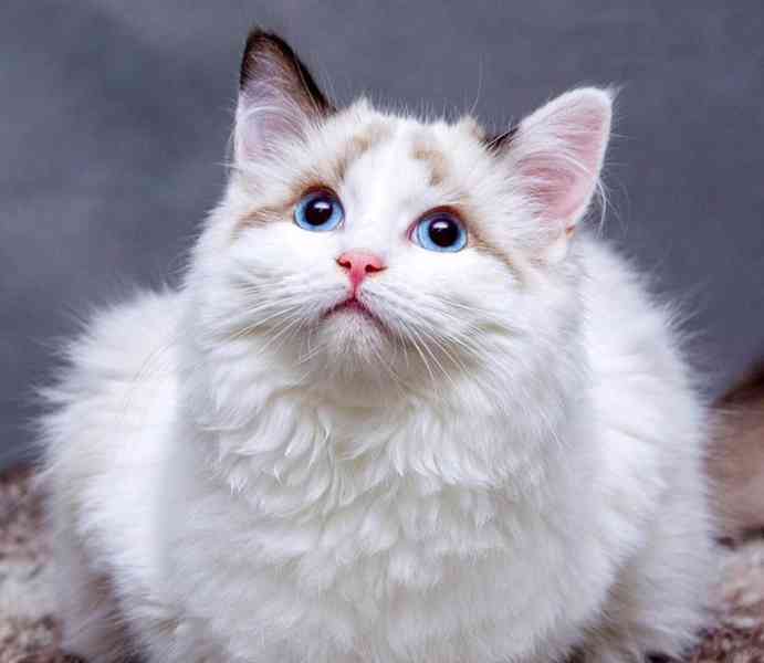 Kdo daruje osamělému důchodci kotě - foto 3