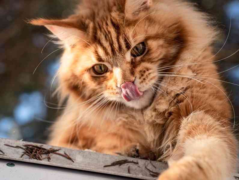 Kdo daruje osamělému důchodci kotě - foto 5