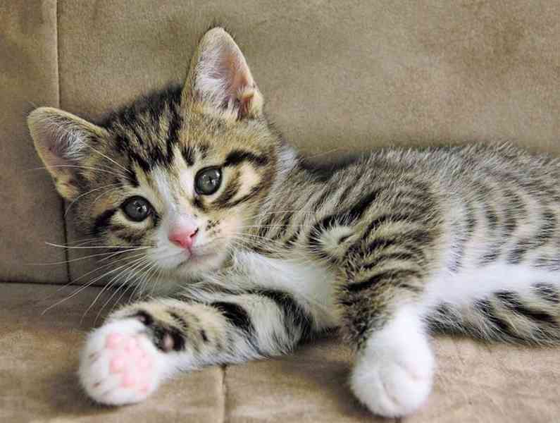 Kdo daruje osamělému důchodci kotě - foto 4