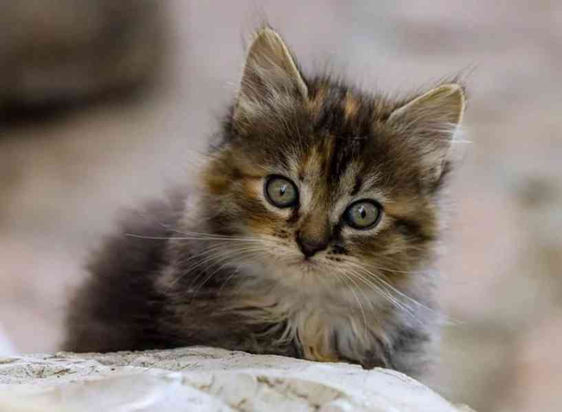 Kdo daruje osamělému důchodci kotě - foto 2