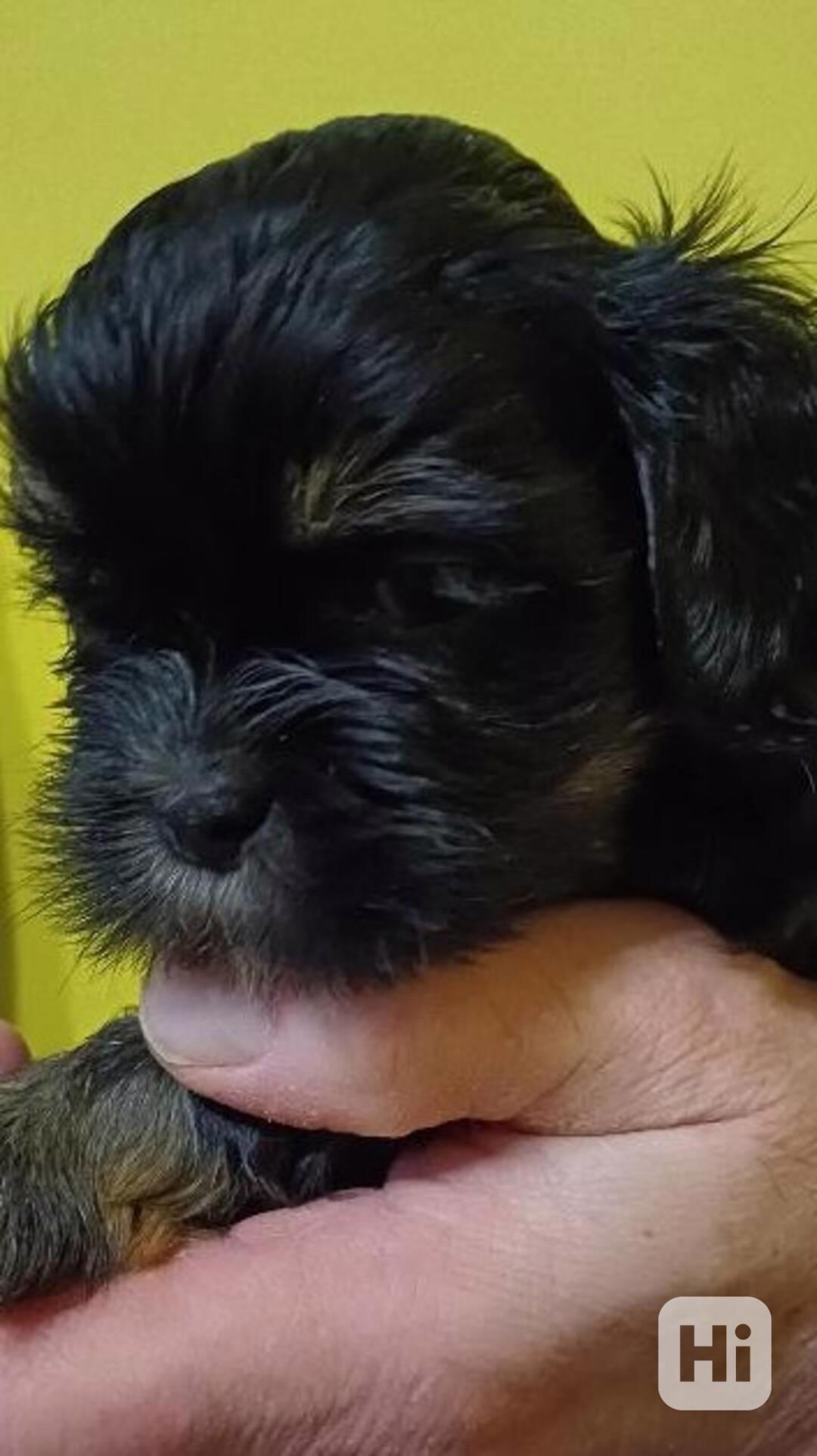 Štěně Lhasa Apso s PP - foto 1