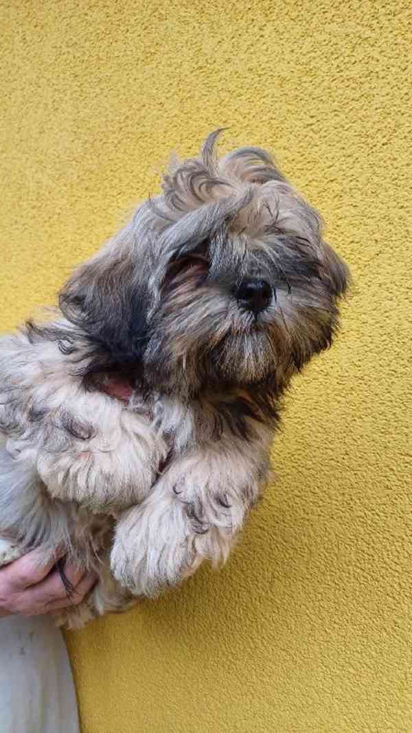 Štěně Lhasa Apso s PP - foto 3
