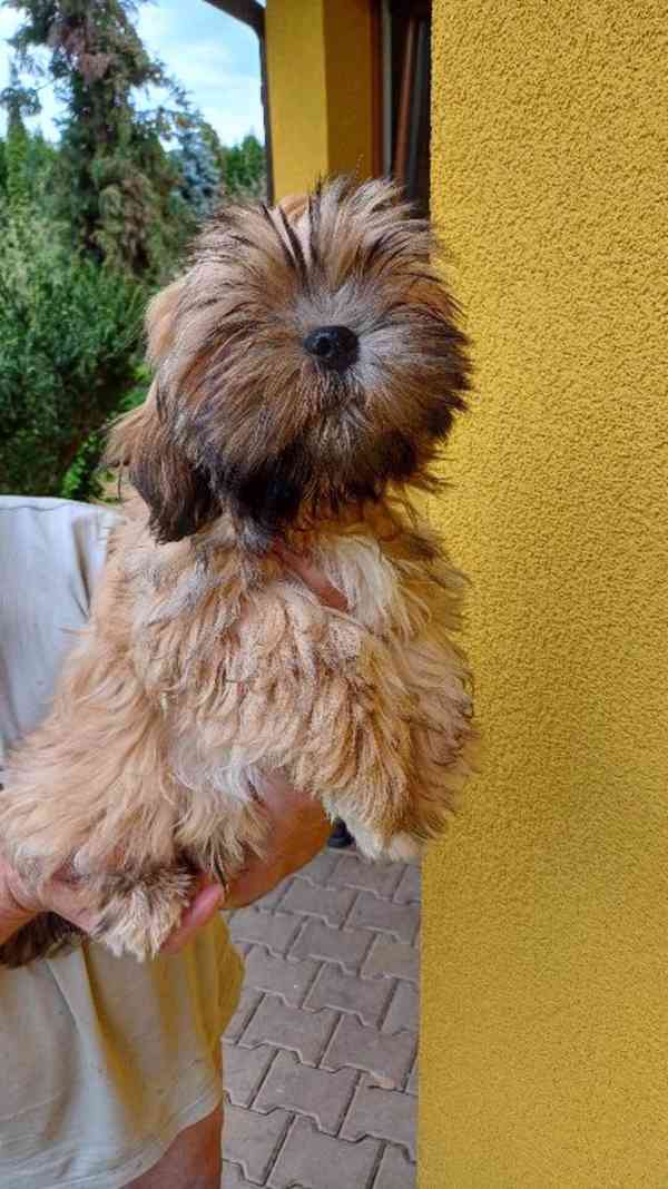 Štěně Lhasa Apso s PP - foto 2