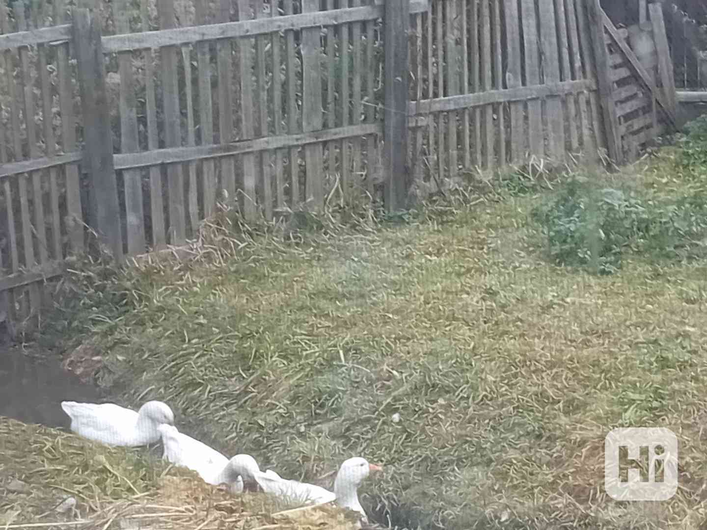 husa Německa nosná  - foto 1