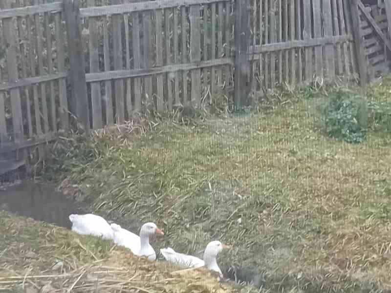 husa Německa nosná  - foto 2