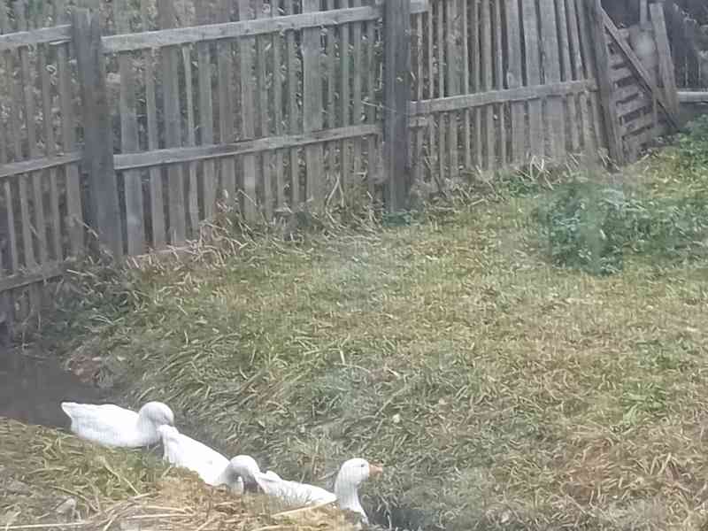 husa Německa nosná  - foto 1