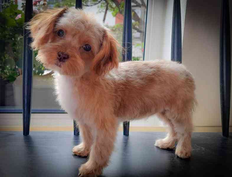 Maltipoo  - foto 4