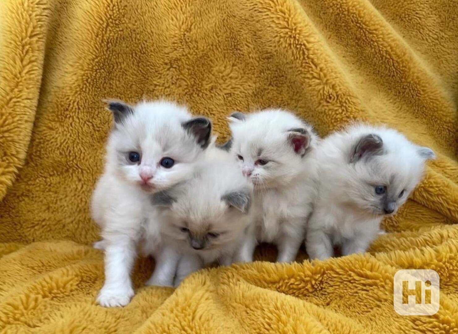 Koťátka britské krátkosrsté plemene munchkin, samci a samice - foto 1