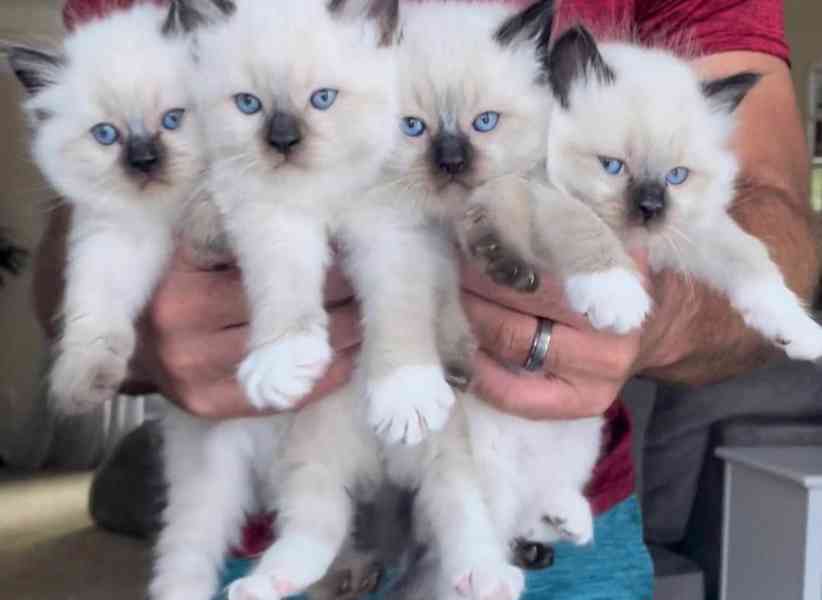 Koťátka britské krátkosrsté plemene munchkin, samci a samice - foto 2