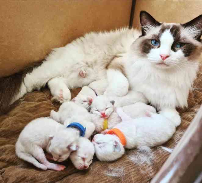 Koťátka britské krátkosrsté plemene munchkin, samci a samice - foto 3