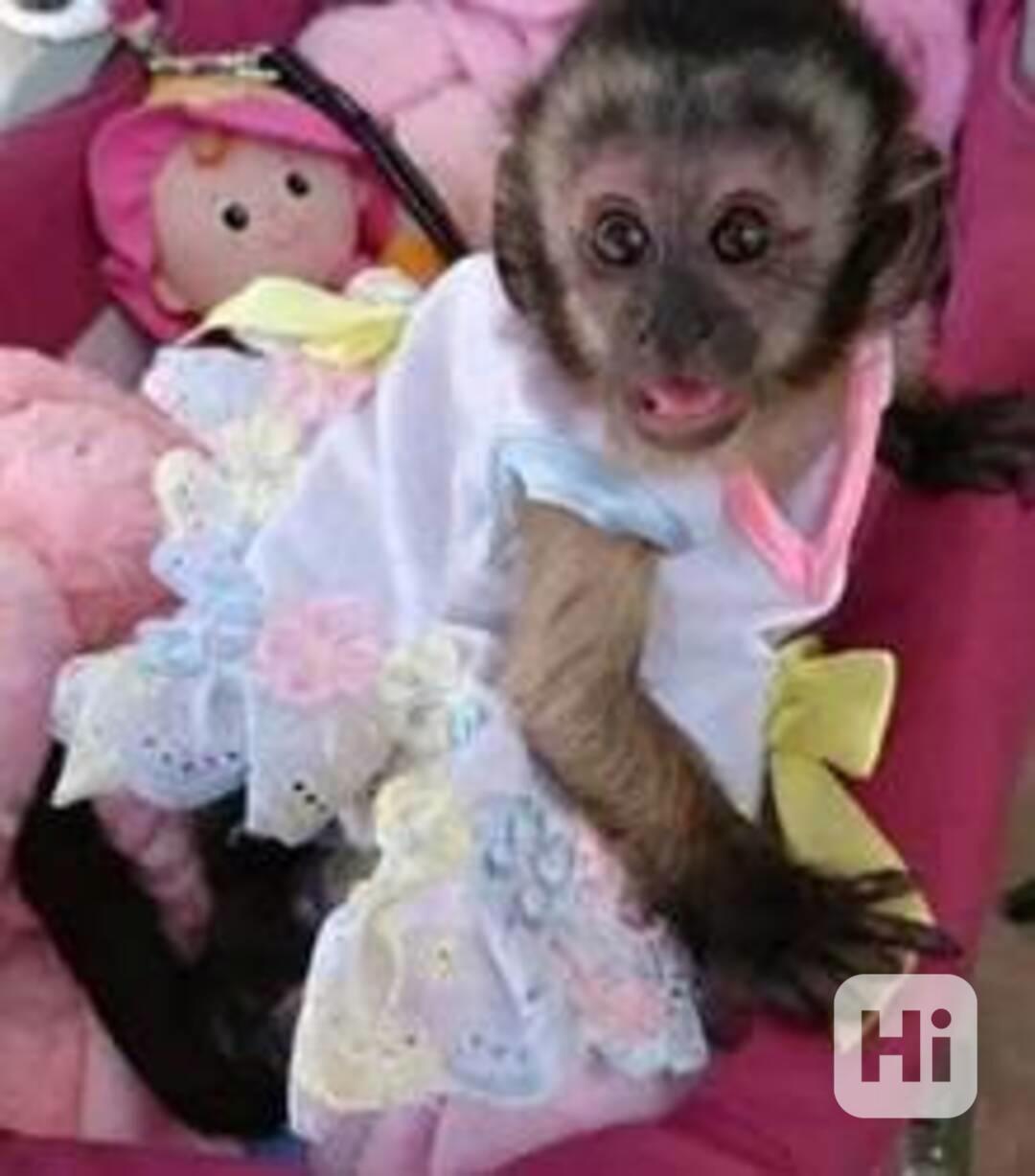 samci a samice kapucínských opic - foto 1